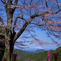 【スクエア】嶽見桜
