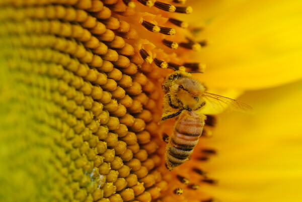 ヒマワリとミツバチ