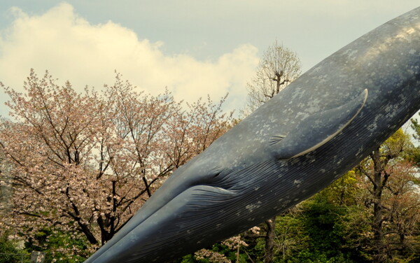 鯨と桜