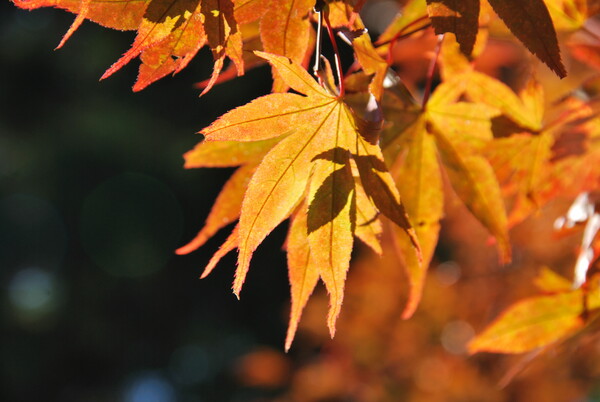 高尾山の紅葉