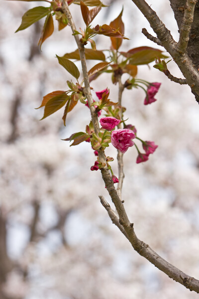 八重桜が咲き始めました。