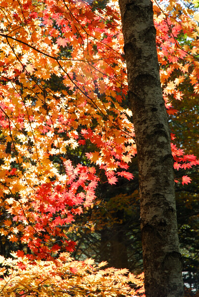 日和田高原の紅葉