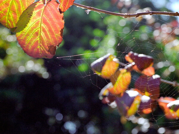 秋とくもの巣
