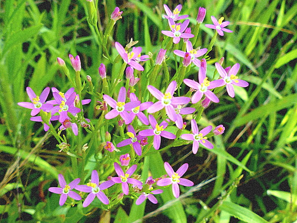 散歩で見る自然の野草小さい花