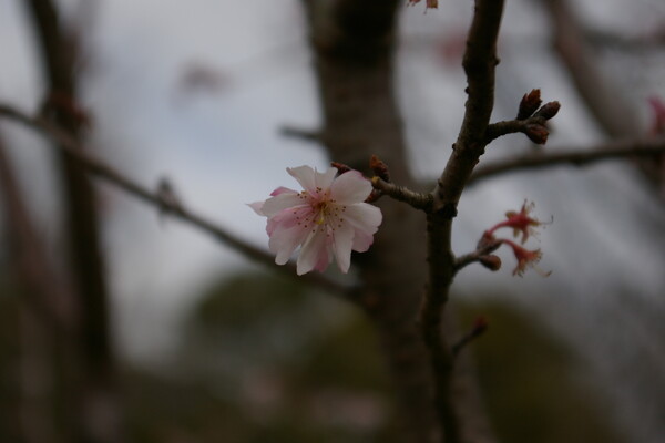 桜も