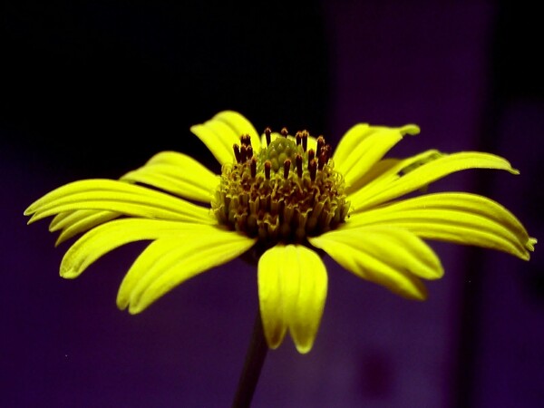 黄色の花-7