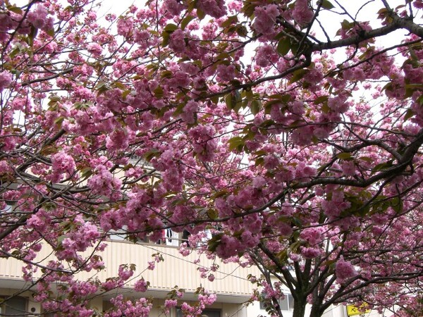 熱海糸川遊歩道の「八重桜」２