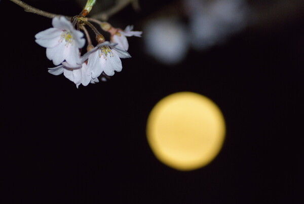 月に桜