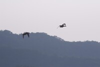 お空に飛び上がったばかりのカルガモ