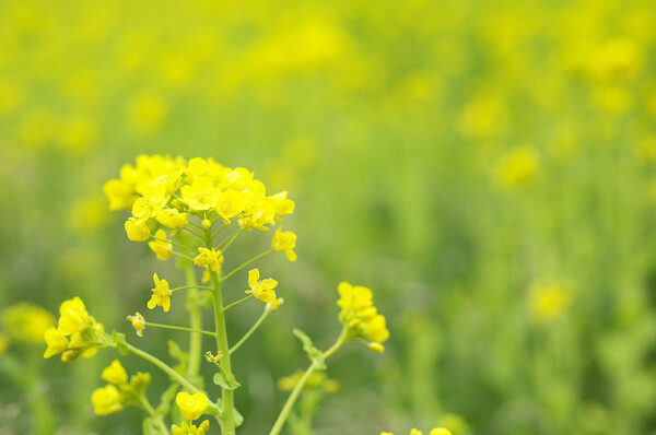 「春」菜の花畑