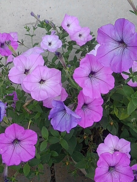 ピンク色がメインの公園の鉢の花