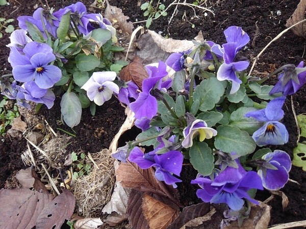 冬の花壇で咲く紫色のパンジー