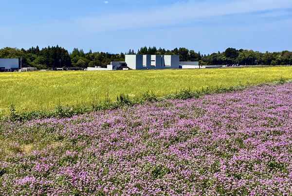 春の田園風景