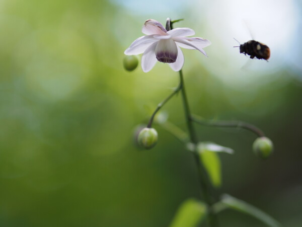 レンゲショウマまつり（Ekio Ver.）5　ハチはムシ
