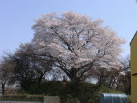 足利の桜