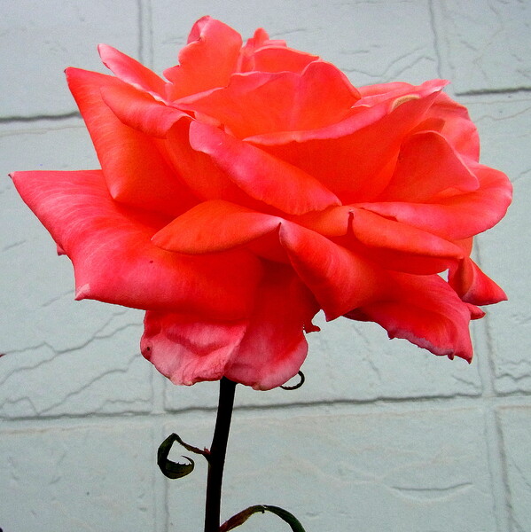 床屋さんの玄関のバラの花　１