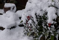 雪の花が咲きました。