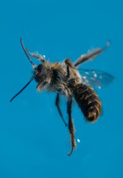 Furious bee