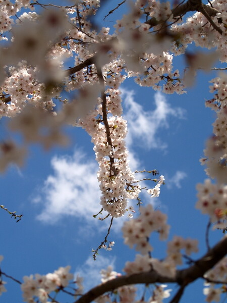 桜をめぐる冒険　＃３