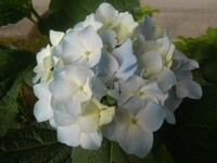 烏ヶ森公園の歩道沿いで見られたアジサイの花