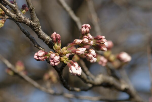 岩井公園の桜。