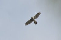 今日、最初に見た鳥