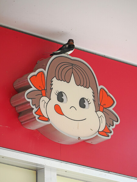ぺこちゃんツバメ