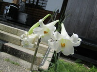 鉄砲百合の白い花