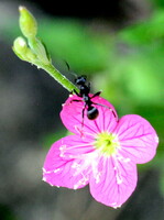 花に蟻が・・