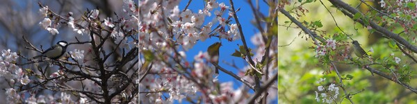 春暖、桜とともに(2)