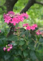 林に咲く