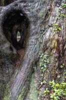 幻想の森の杉の木 4