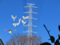 青空に鳩