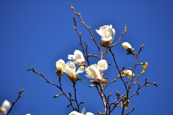 白桜♪