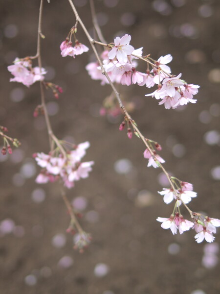 【おだやかに・・・春】 桜、しだれて。