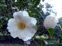 ●初春スケッチ-26 神代植物公園⑭