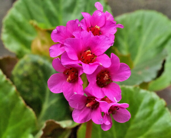 ヒマラヤユキノシタ赤花