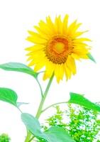 夏の定番