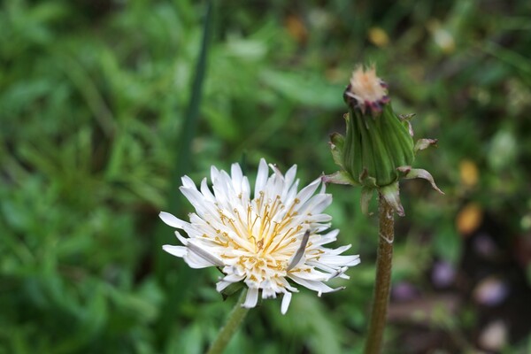 白い花タンポポ