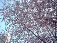 青空と桜