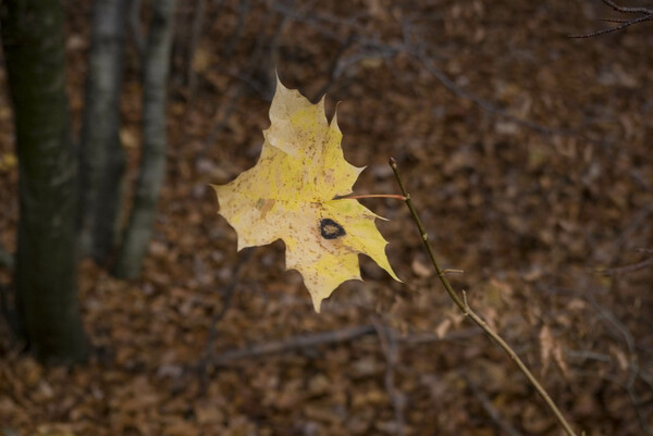 The solitary leaf
