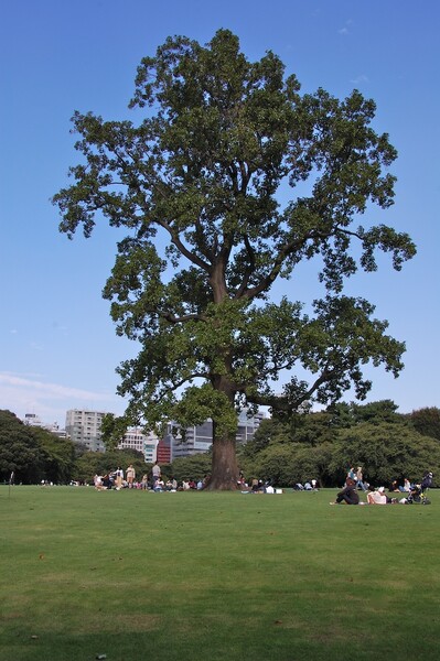 大きな木の下で