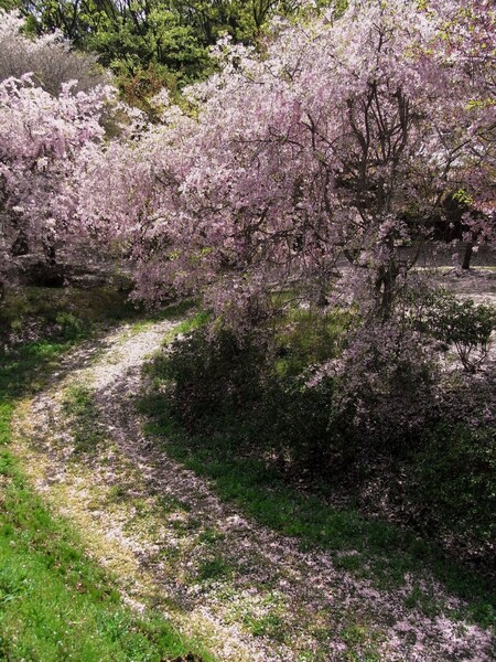 桜の参道