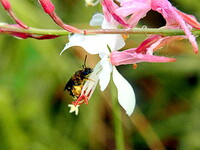 ガウラの蕊に蜂が留まっていました。