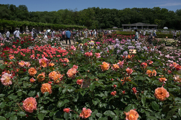 薔薇、薫る