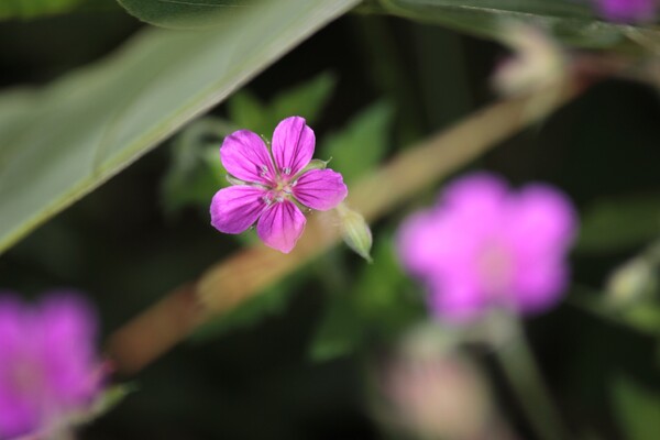 川原のピンク小花