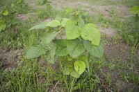 タンバノクロマメ