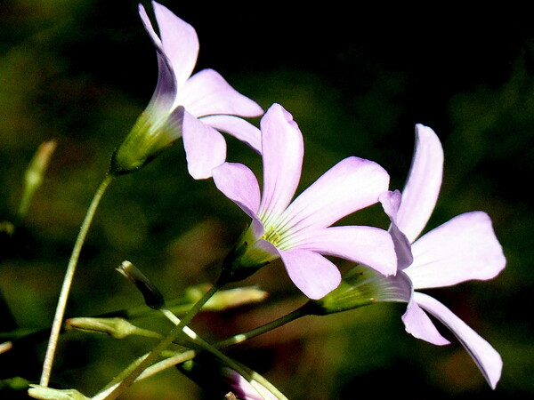 まだ咲いてる庭の花　地植えのオキザリス