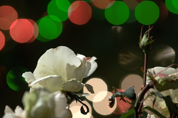 白薔薇とイルミ