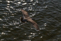 Marine bird in flight
